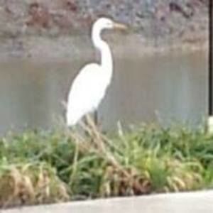 Meet your Posher, Doris floyd